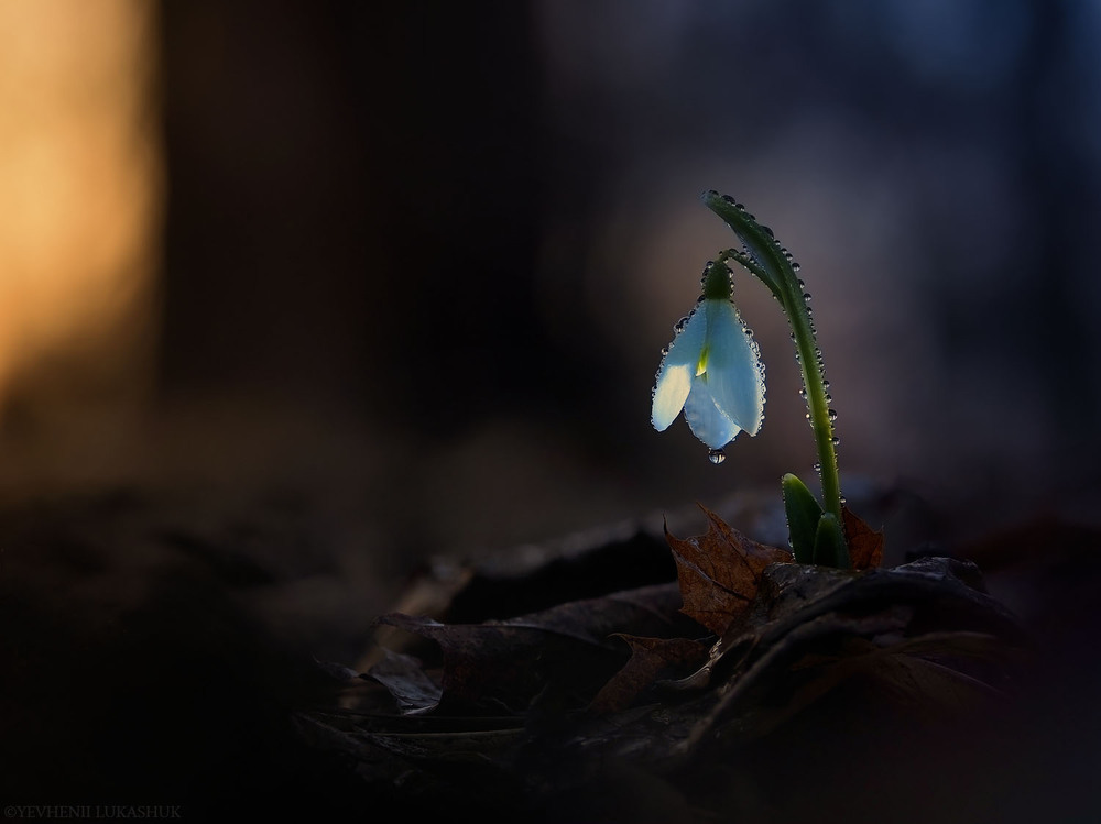 Фотографія Макро / Yevhenii Lukashuk / photographers.ua