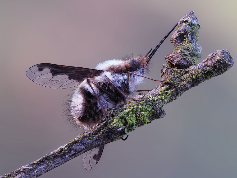 Фотографія Макро / Yevhenii Lukashuk / photographers.ua