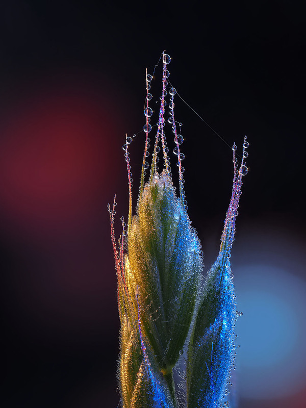 Фотографія Макро / Yevhenii Lukashuk / photographers.ua