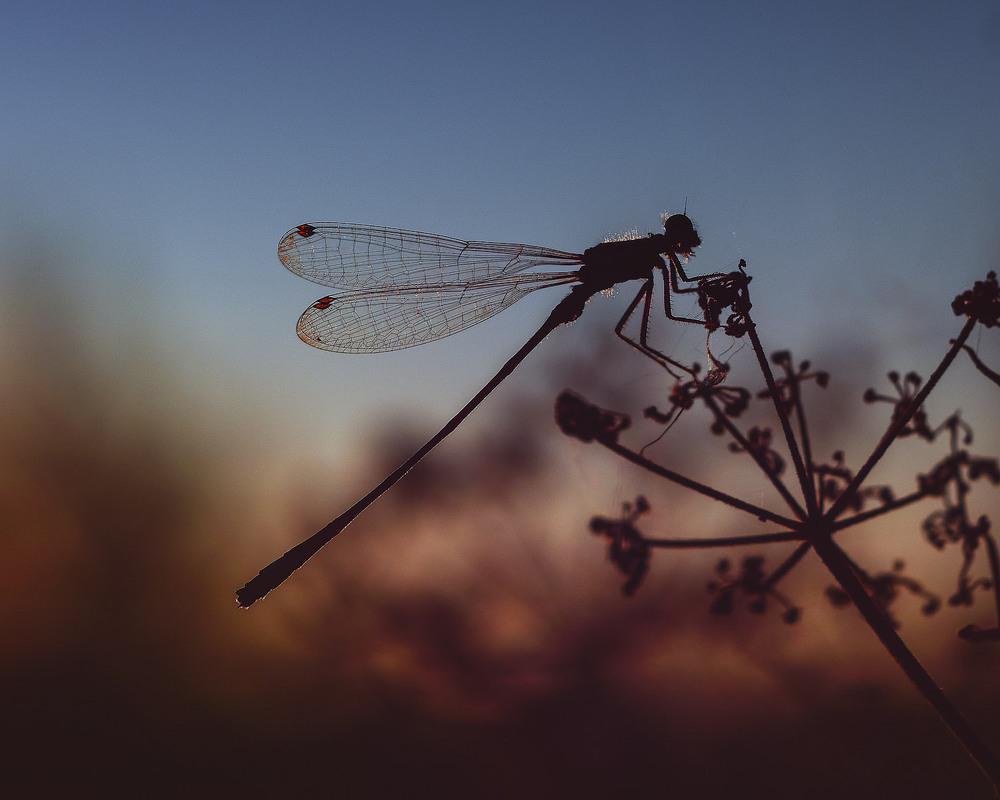 Фотографія Макро / Yevhenii Lukashuk / photographers.ua