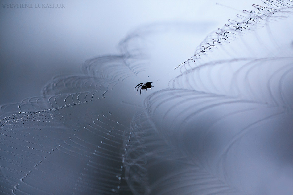 Фотографія Макро / Yevhenii Lukashuk / photographers.ua