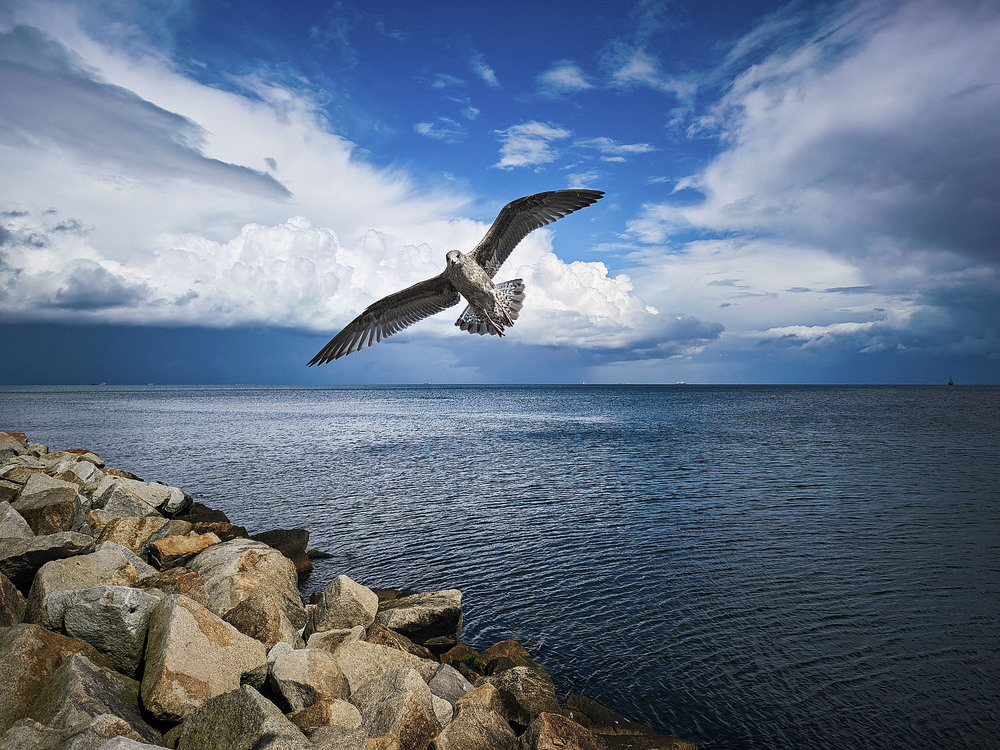 Фотографія Животные / Yevhenii Lukashuk / photographers.ua