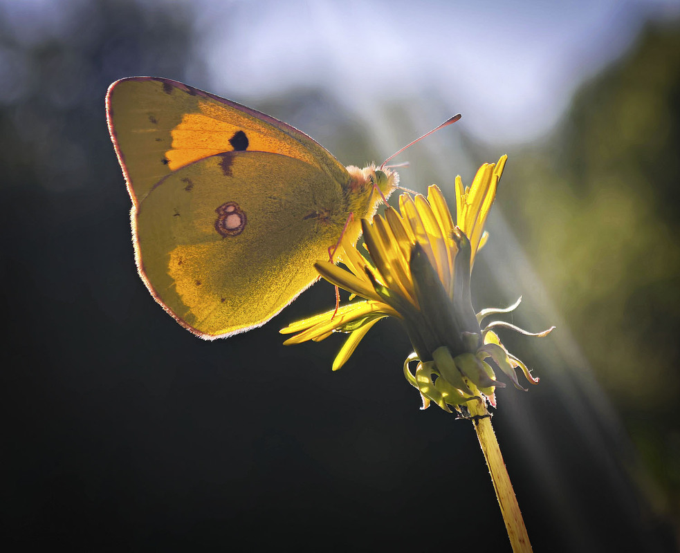 Фотографія Макро / Yevhenii Lukashuk / photographers.ua
