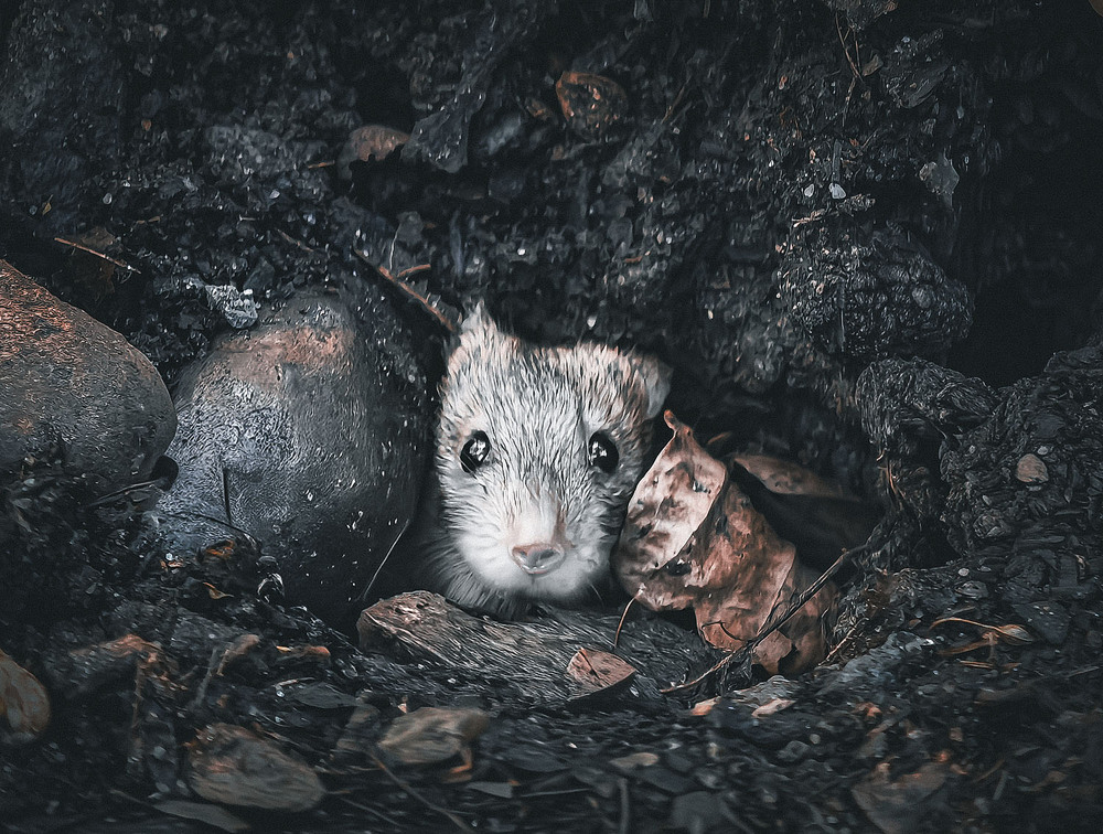 Фотографія Животные / Yevhenii Lukashuk / photographers.ua