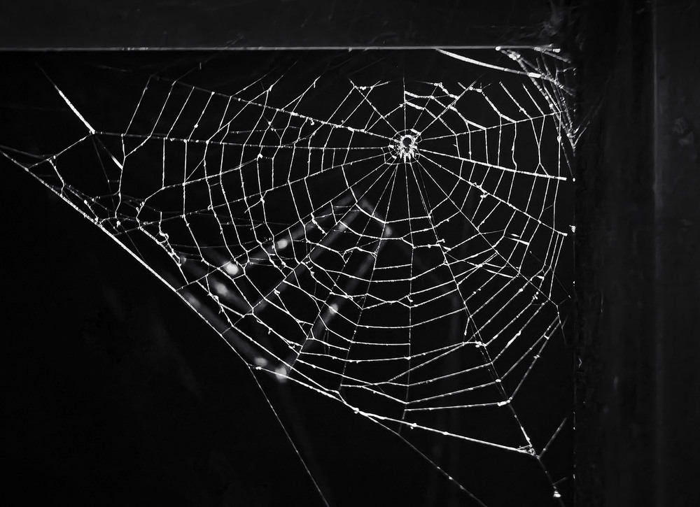 Фотографія Макро / Yevhenii Lukashuk / photographers.ua