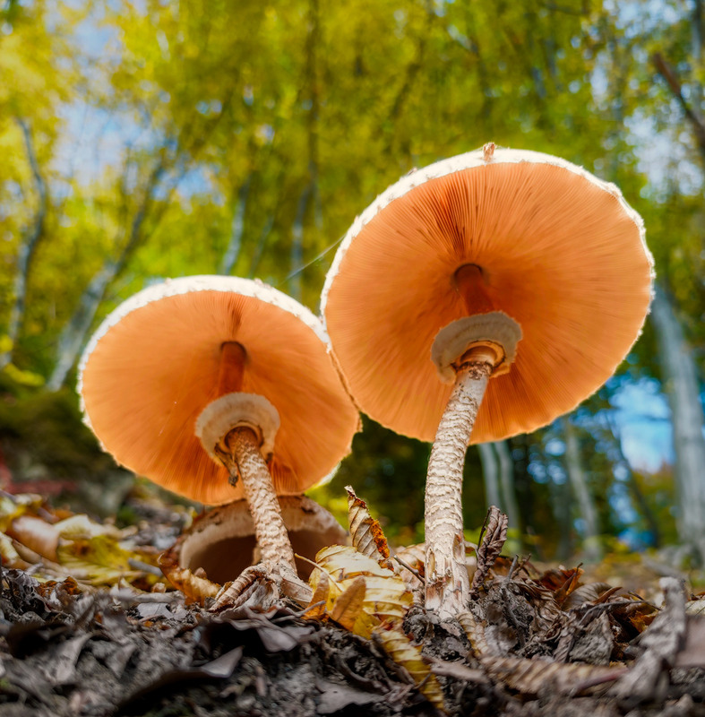 Фотографія Макро / Yevhenii Lukashuk / photographers.ua