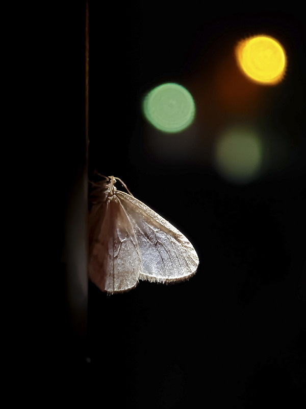 Фотографія Макро / Yevhenii Lukashuk / photographers.ua