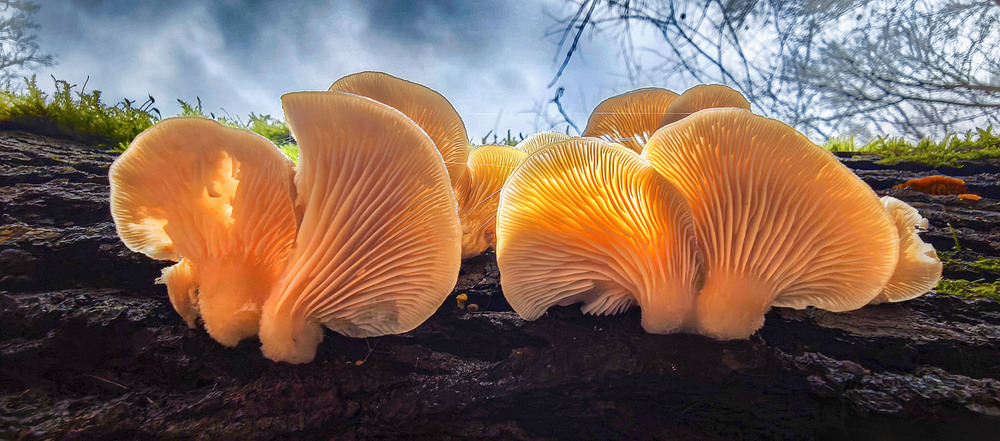 Фотографія Макро / Yevhenii Lukashuk / photographers.ua