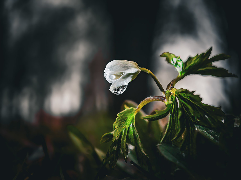 Фотографія Макро / Yevhenii Lukashuk / photographers.ua