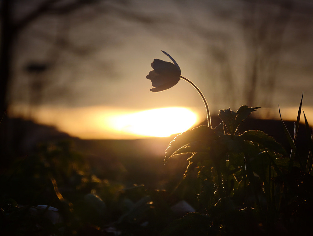 Фотографія Макро / Yevhenii Lukashuk / photographers.ua