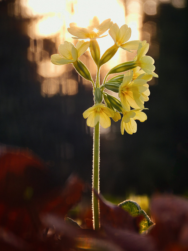 Фотографія Макро / Yevhenii Lukashuk / photographers.ua