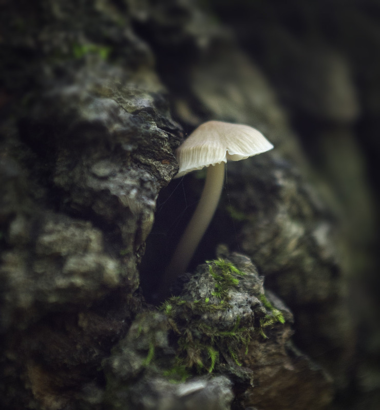 Фотографія Макро / Yevhenii Lukashuk / photographers.ua