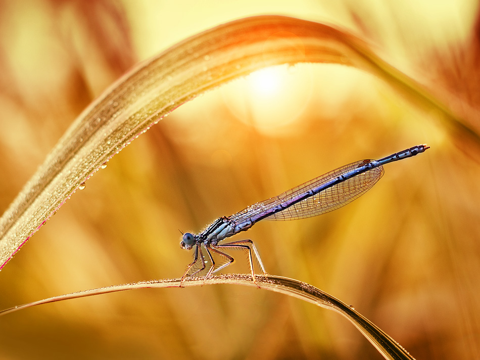 Фотографія Макро / Yevhenii Lukashuk / photographers.ua