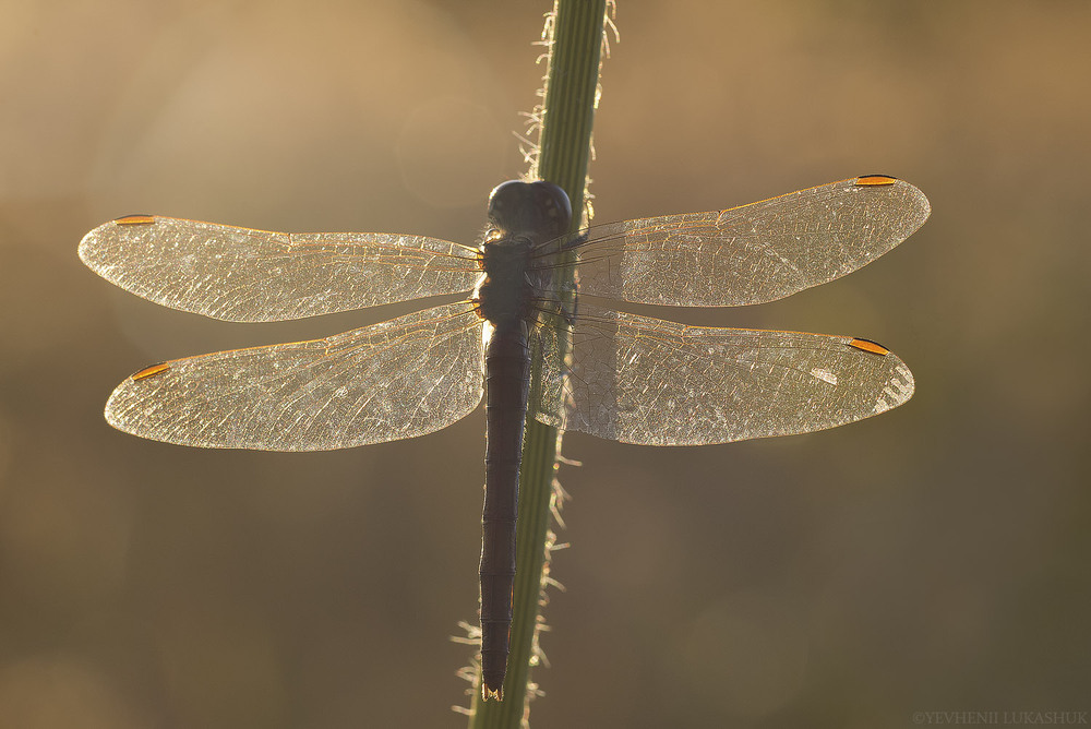 Фотографія Макро / Yevhenii Lukashuk / photographers.ua