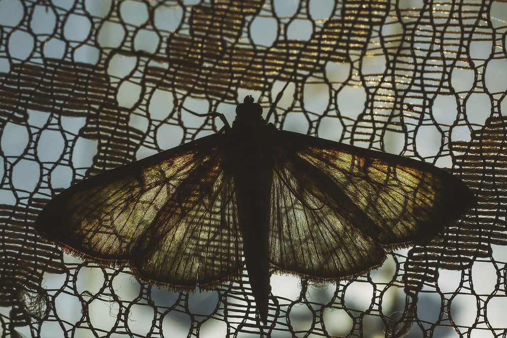 Фотографія Макро / Yevhenii Lukashuk / photographers.ua