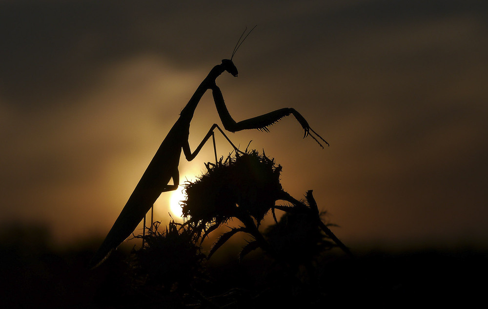 Фотографія Макро / Yevhenii Lukashuk / photographers.ua