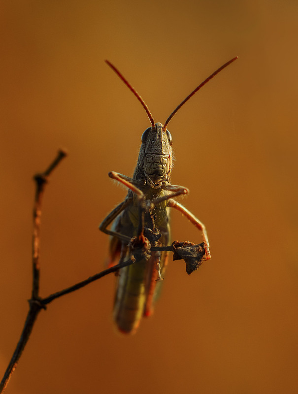 Фотографія Макро / Yevhenii Lukashuk / photographers.ua