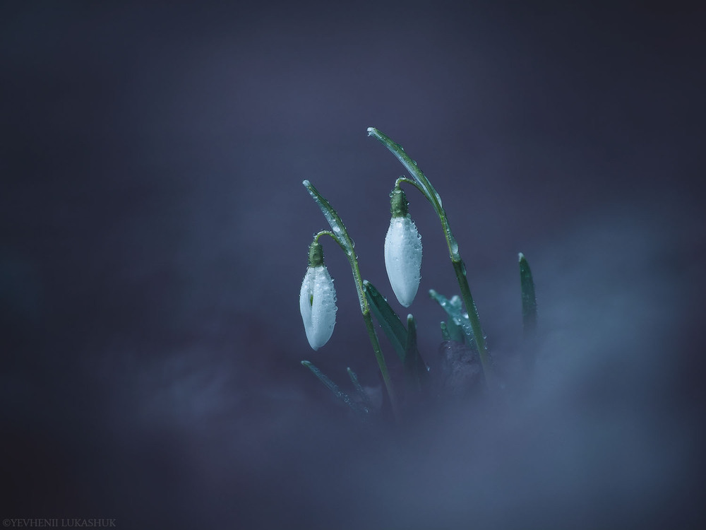 Фотографія Макро / Yevhenii Lukashuk / photographers.ua