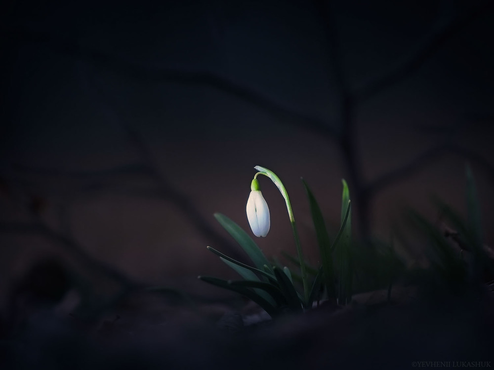Фотографія Макро / Yevhenii Lukashuk / photographers.ua
