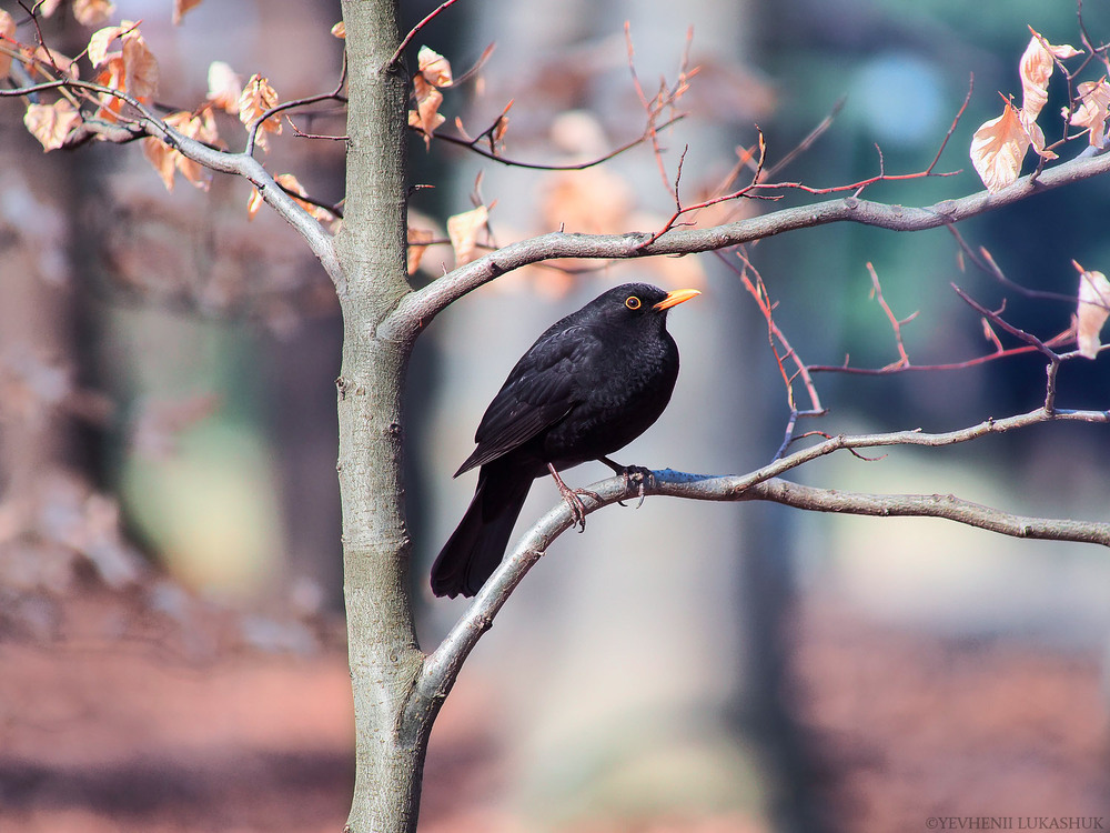 Фотографія Животные / Yevhenii Lukashuk / photographers.ua