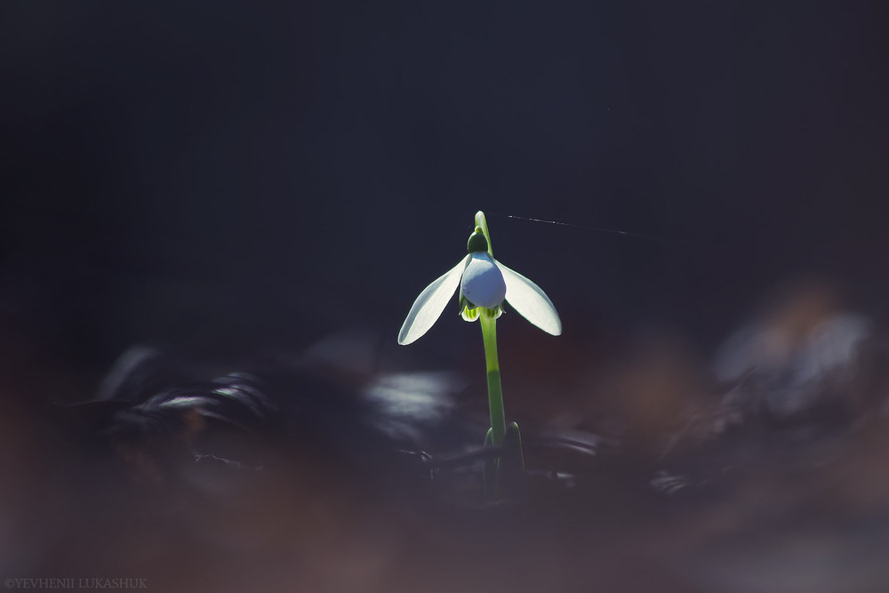 Фотографія Макро / Yevhenii Lukashuk / photographers.ua