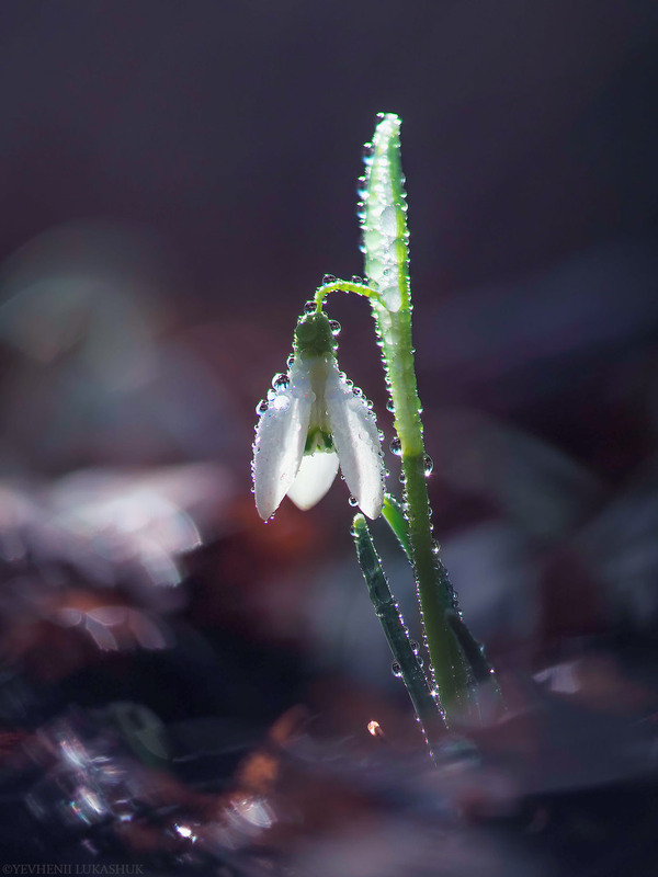 Фотографія Макро / Yevhenii Lukashuk / photographers.ua