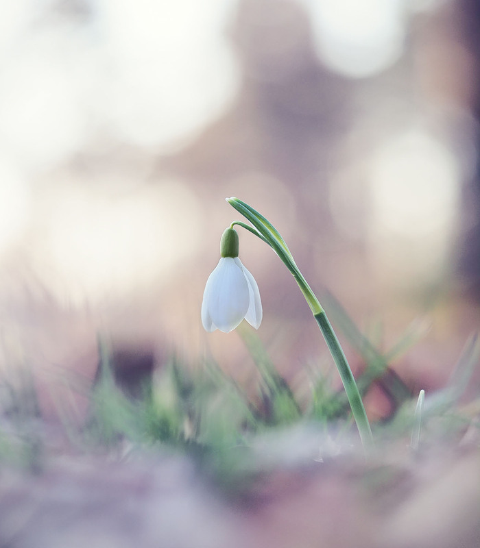 Фотографія Макро / Yevhenii Lukashuk / photographers.ua