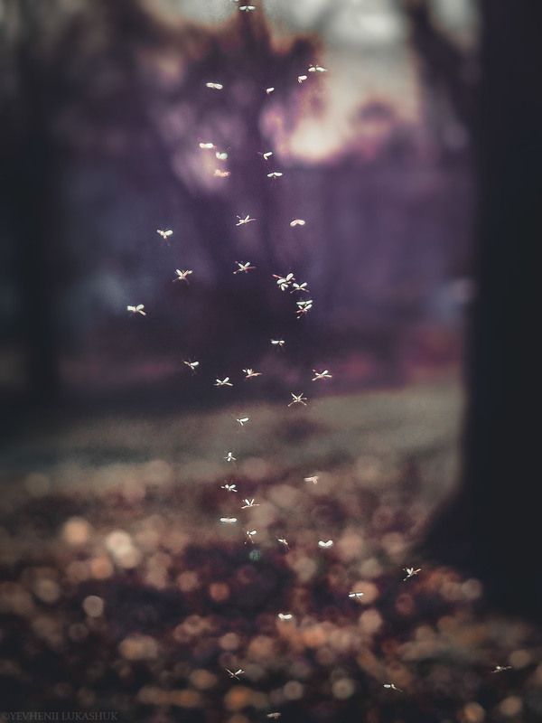 Фотографія Гаївка / Yevhenii Lukashuk / photographers.ua