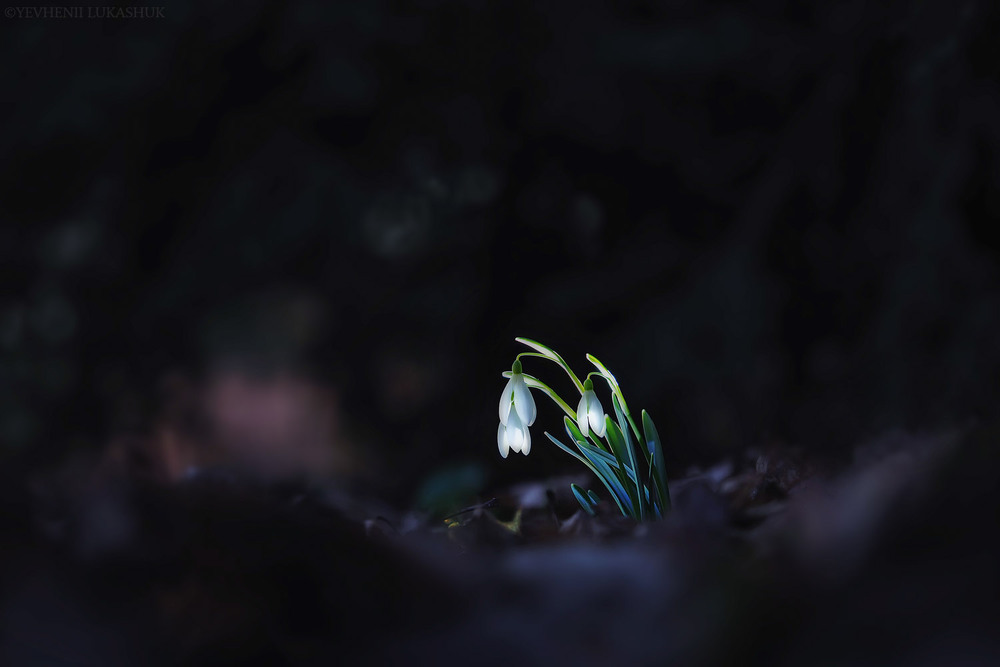 Фотографія Макро / Yevhenii Lukashuk / photographers.ua