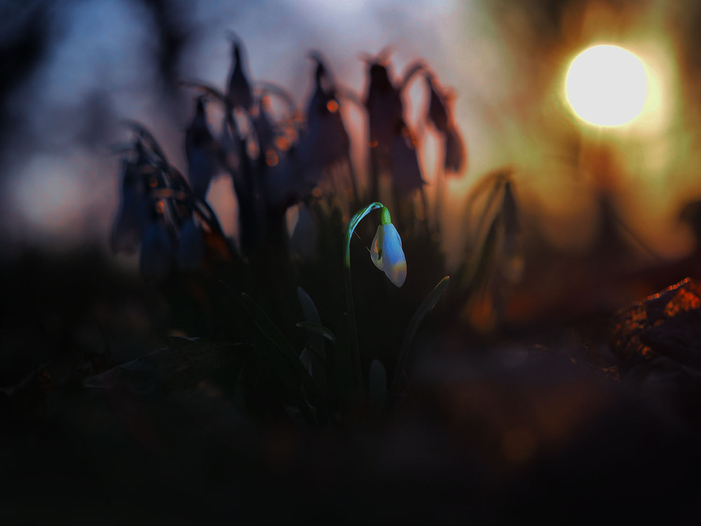 Фотографія Макро / Yevhenii Lukashuk / photographers.ua