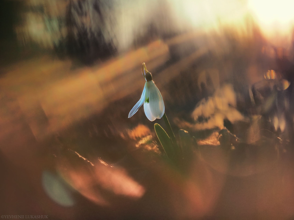 Фотографія Макро / Yevhenii Lukashuk / photographers.ua