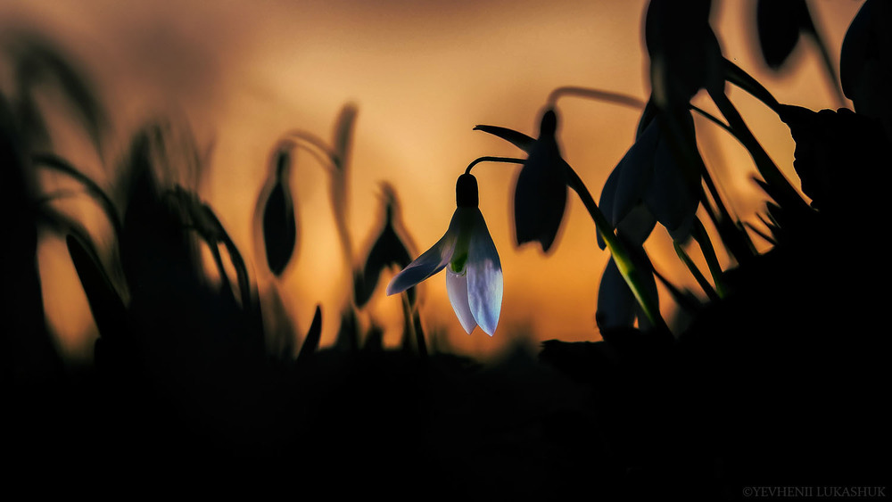 Фотографія Макро / Yevhenii Lukashuk / photographers.ua