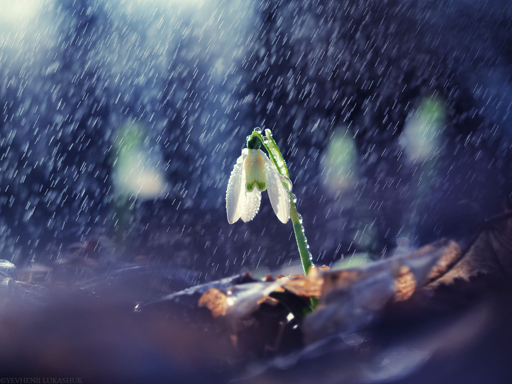 Фотографія Макро / Yevhenii Lukashuk / photographers.ua