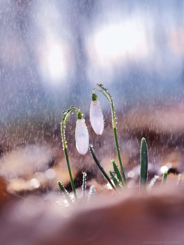 Фотографія Макро / Yevhenii Lukashuk / photographers.ua