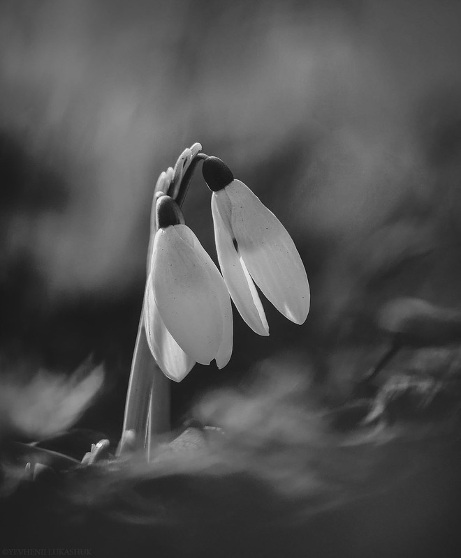 Фотографія Макро / Yevhenii Lukashuk / photographers.ua