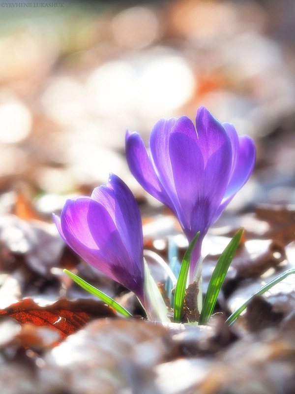 Фотографія Макро / Yevhenii Lukashuk / photographers.ua