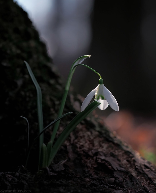 Фотографія Макро / Yevhenii Lukashuk / photographers.ua