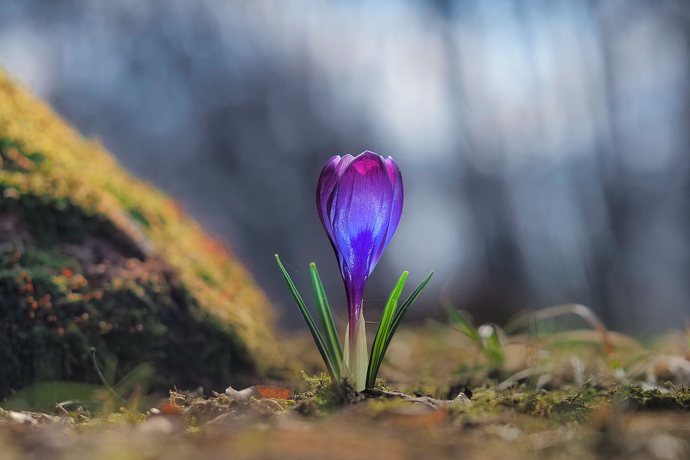 Фотографія Макро / Yevhenii Lukashuk / photographers.ua