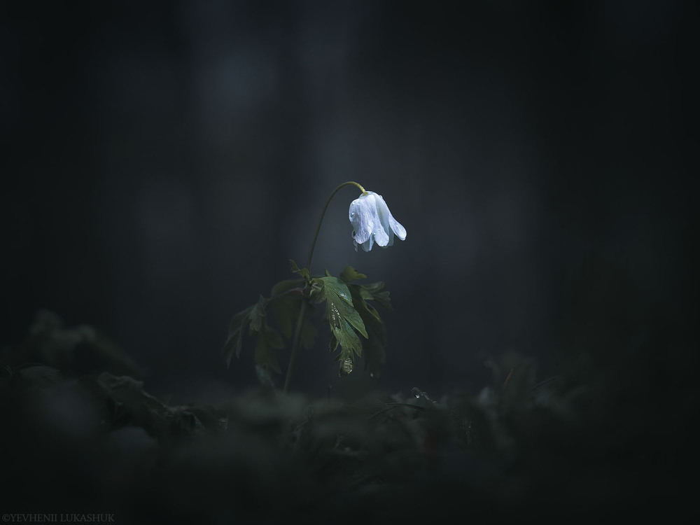 Фотографія Макро / Yevhenii Lukashuk / photographers.ua