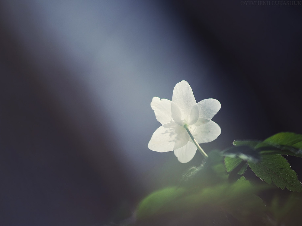 Фотографія Макро / Yevhenii Lukashuk / photographers.ua