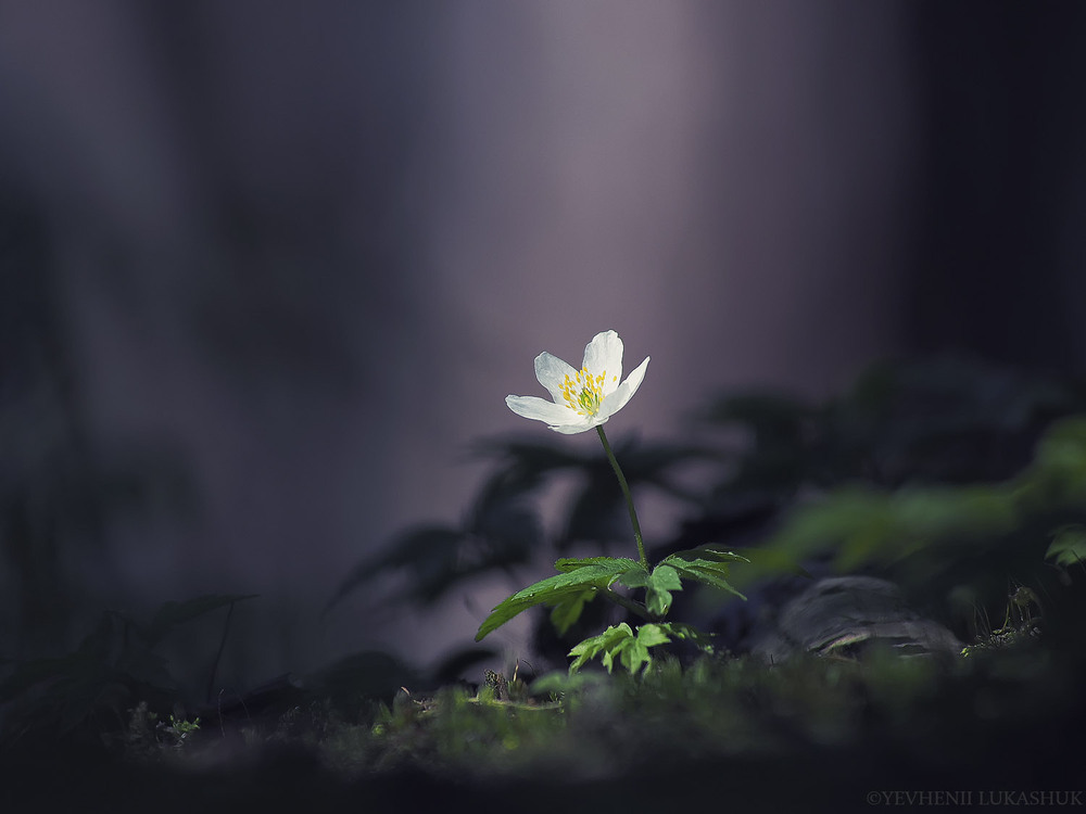 Фотографія Макро / Yevhenii Lukashuk / photographers.ua