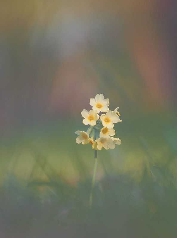 Фотографія Макро / Yevhenii Lukashuk / photographers.ua