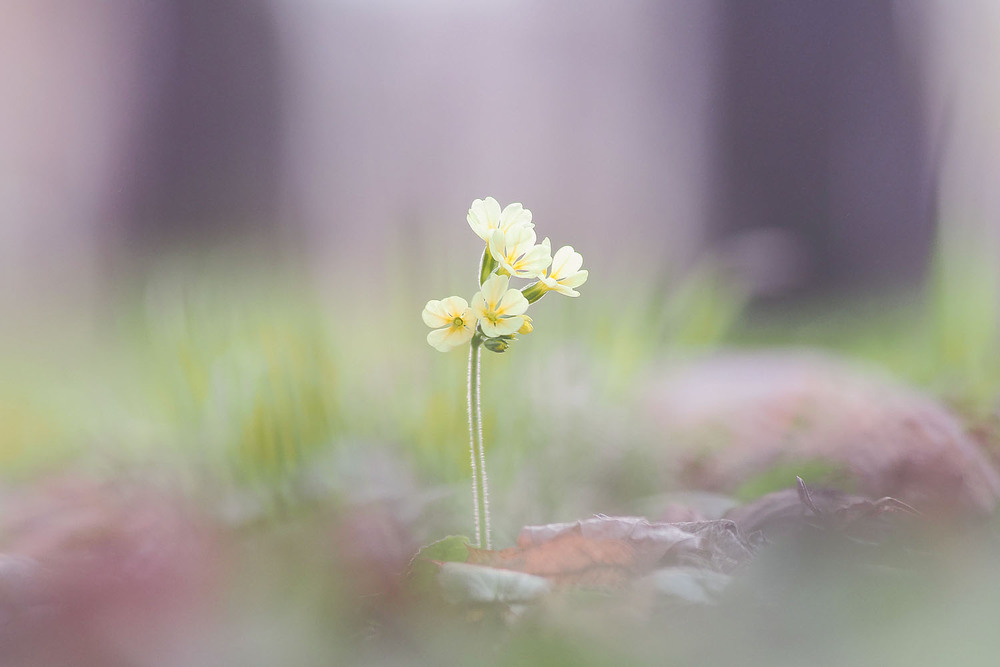 Фотографія Макро / Yevhenii Lukashuk / photographers.ua