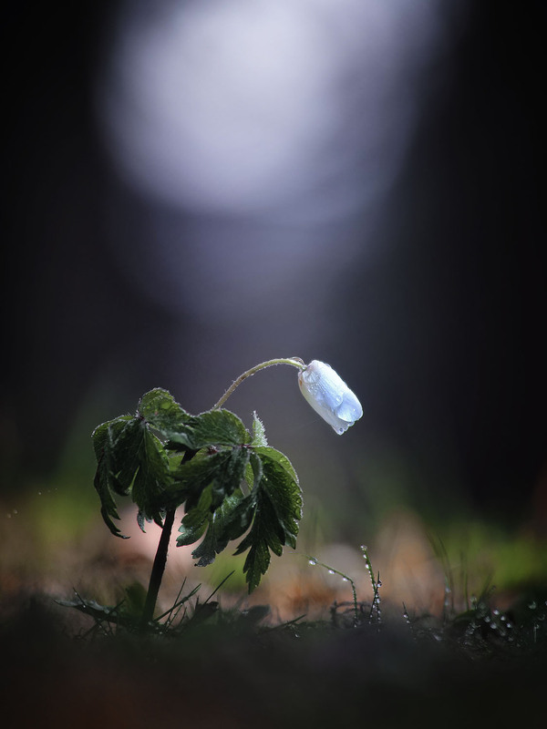 Фотографія Макро / Yevhenii Lukashuk / photographers.ua