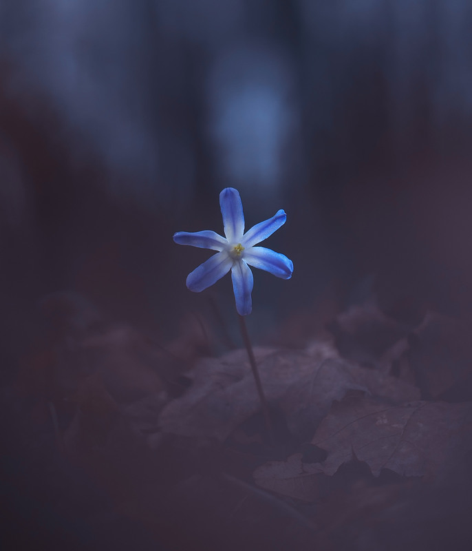 Фотографія Макро / Yevhenii Lukashuk / photographers.ua