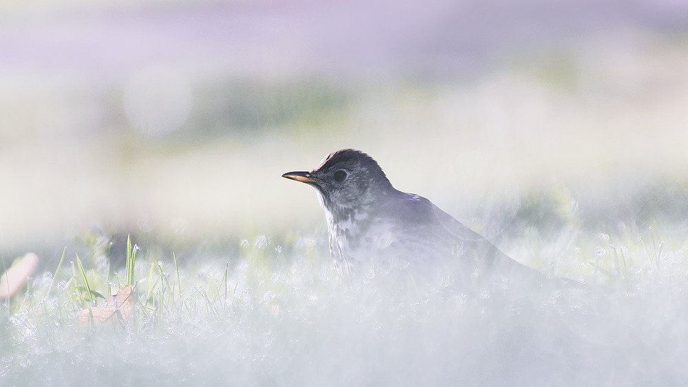 Фотографія Животные / Yevhenii Lukashuk / photographers.ua