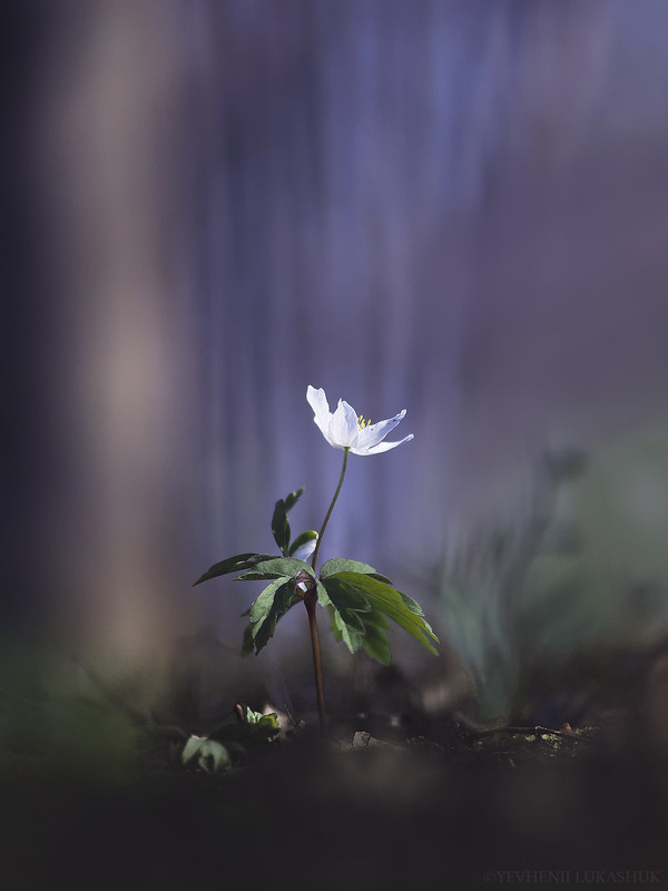 Фотографія Макро / Yevhenii Lukashuk / photographers.ua