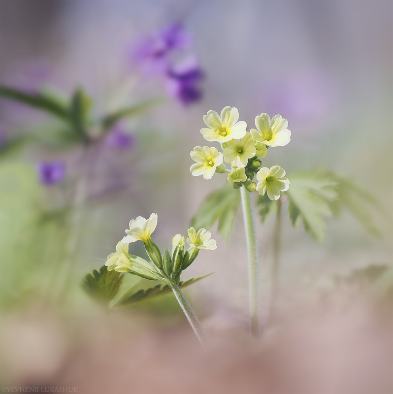 Фотографія Макро / Yevhenii Lukashuk / photographers.ua