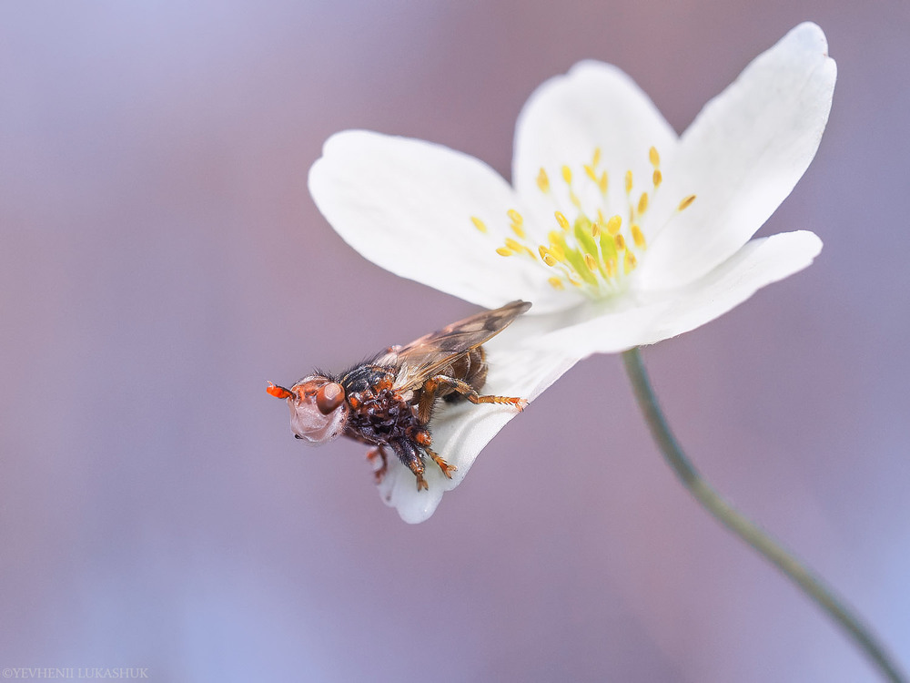 Фотографія Макро / Yevhenii Lukashuk / photographers.ua
