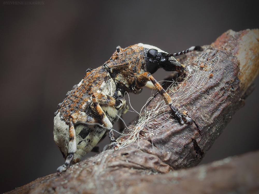 Фотографія Макро / Yevhenii Lukashuk / photographers.ua